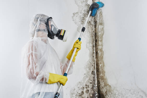 Best Mold Damage Repair  in Cary, NC