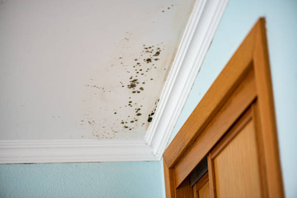 Best Residential Mold Removal  in Cary, NC