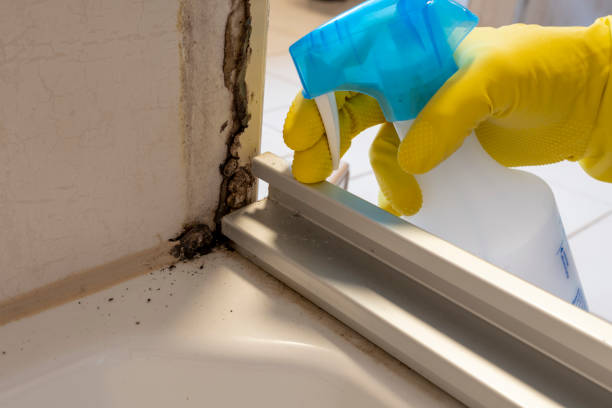 Best Toxic Mold Removal  in Cary, NC