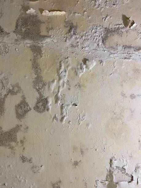 Best Attic Mold Removal  in Cary, NC